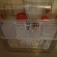 Je donne hamster doré