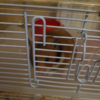 Je donne hamster doré #2