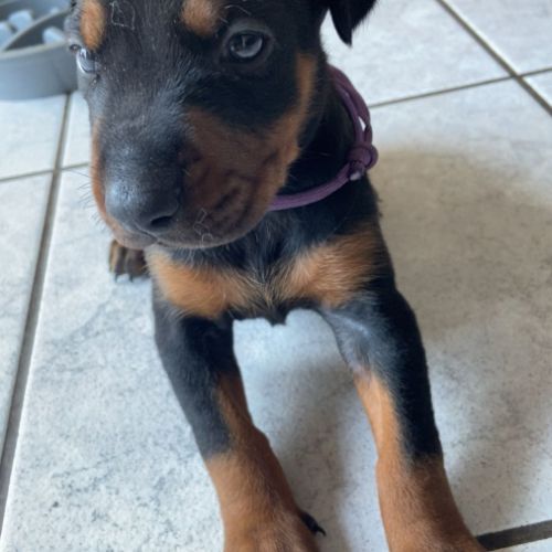 Chiots dobermann pur race disponible #2