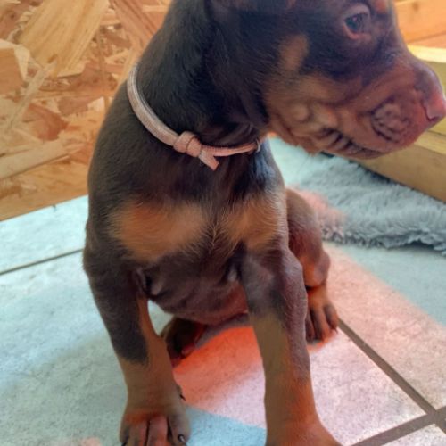 Chiots dobermann pur race disponible #3