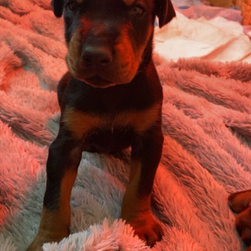Chiots dobermann pur race disponible #4