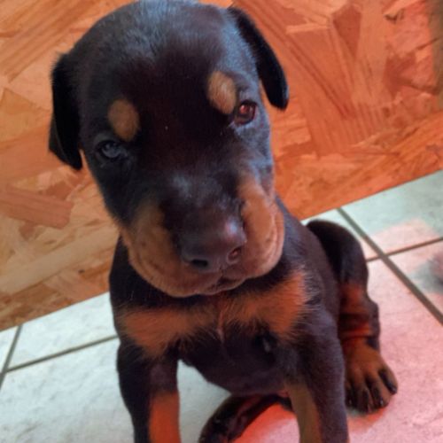 Chiots dobermann pur race disponible #5