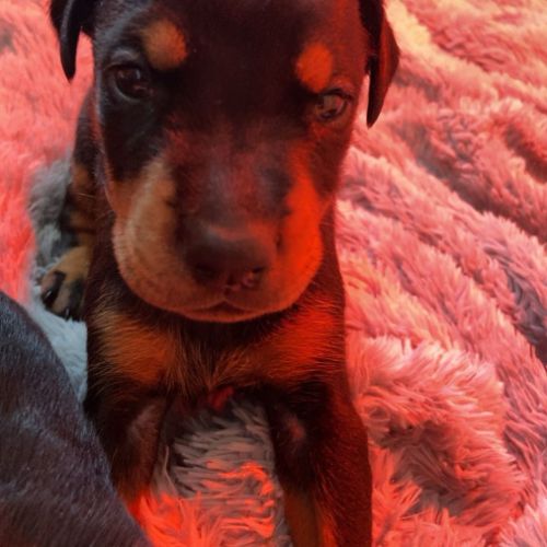 Chiots dobermann pur race disponible #0