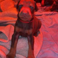 Chiots dobermann pur race disponible #1