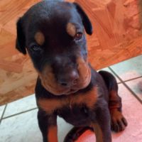 Chiots dobermann pur race disponible #5