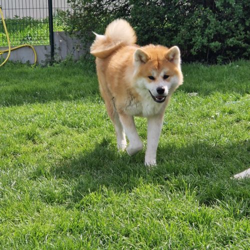 Maison akita inu lof #1