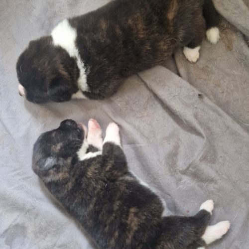 Maison akita inu lof #2