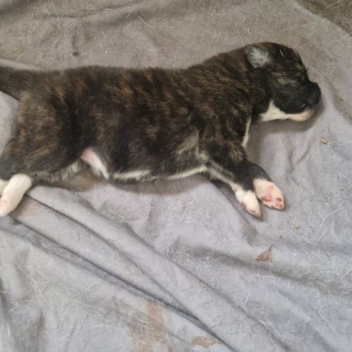 Maison akita inu lof #3