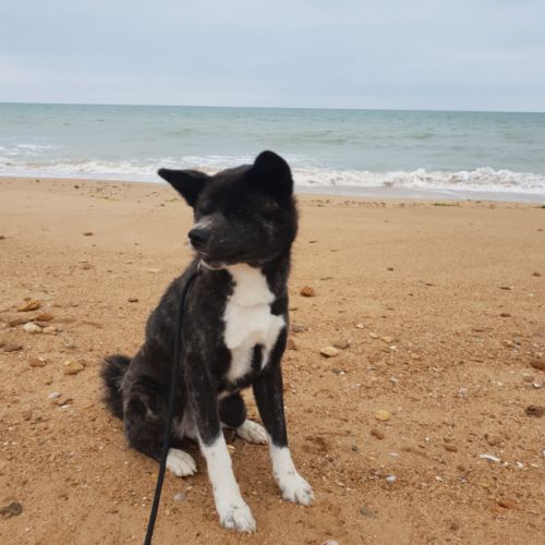 Maison akita inu lof #4