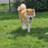 Maison akita inu lof #1