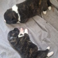 Maison akita inu lof #2