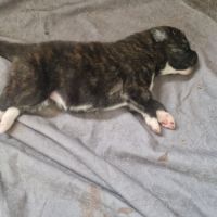 Maison akita inu lof #3