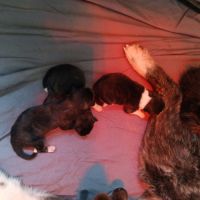 Maison akita inu lof #5