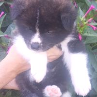 Maison akita inu lof