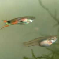 Guppy endler