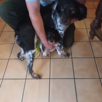 Chiot epagneul breton tricolore lof #0