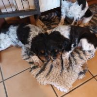 Chiot epagneul breton tricolore lof #2