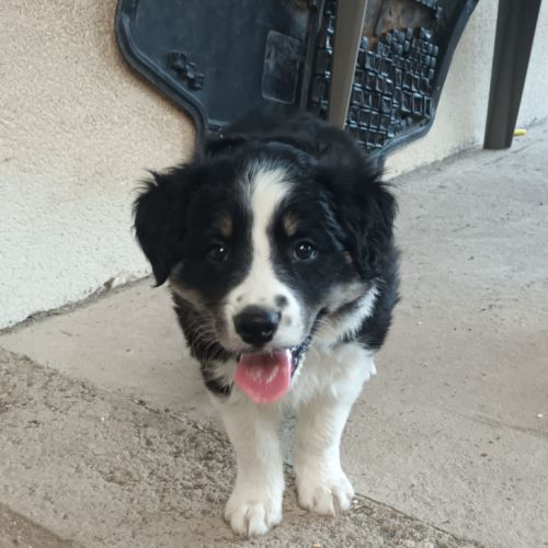 Chiot lof border collie #1