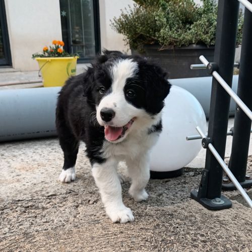 Chiot lof border collie #2