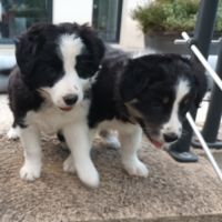 Chiot lof border collie