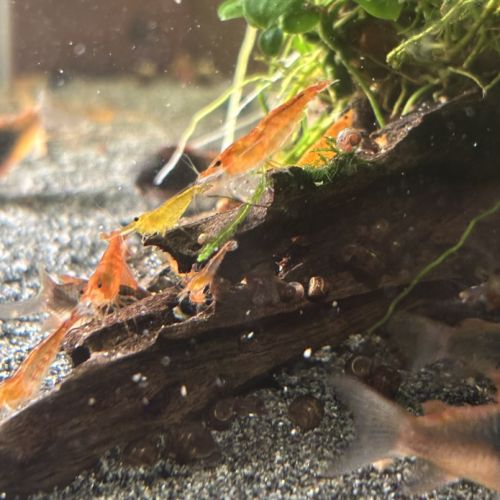 Crevette neocaridina blue velvet #1