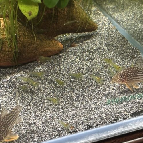 Crevette neocaridina blue velvet #2