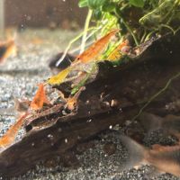 Crevette neocaridina blue velvet #1