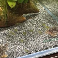 Crevette neocaridina blue velvet #2