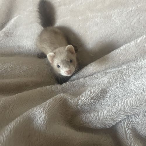 Jolie furet #2