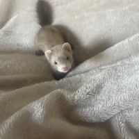 Jolie furet #2