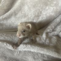 Jolie furet
