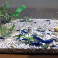 Crevettes blue  velvet