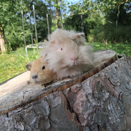 Binôme inséparable #1