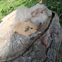 Binôme inséparable