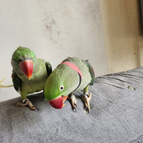 Couple grand alexandre #2