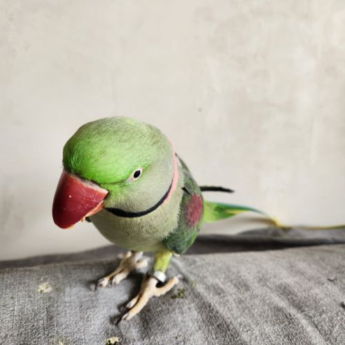 Couple grand alexandre #0