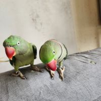 Couple grand alexandre #1