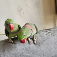 Couple grand alexandre #2