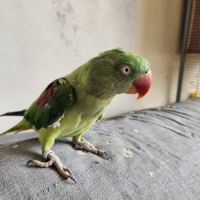 Couple grand alexandre #3