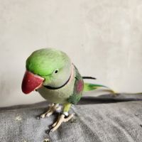 Couple grand alexandre