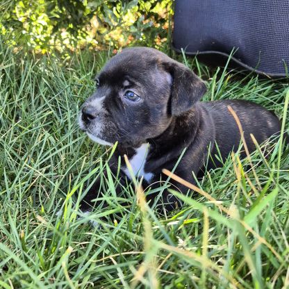 Mâle staffie lof #0