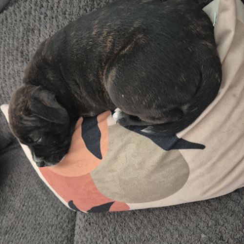 Mâle staffie lof #2