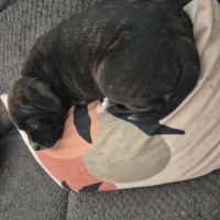 Mâle staffie lof #2