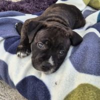 Mâle staffie lof #3