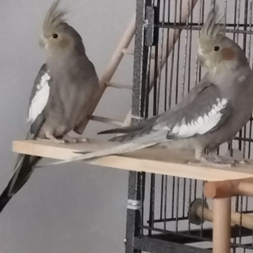 Deux calopsittes de 5 mois #3