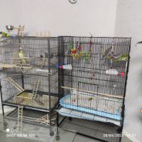 Deux calopsittes de 5 mois #1