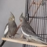 Deux calopsittes de 5 mois #0