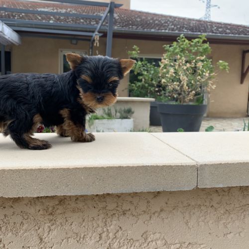 Magnifique petits chiots yorkshire #2