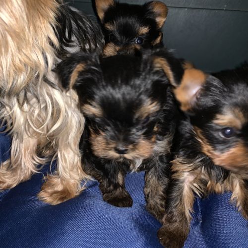 Magnifique petits chiots yorkshire #4