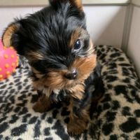 Magnifique petits chiots yorkshire